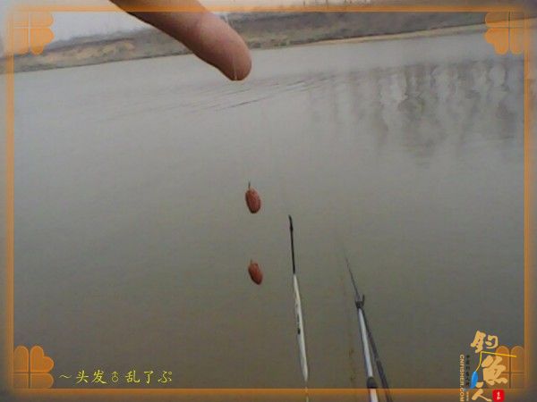 河中少鲫鲤，猫鱼称霸王，大篇幅文字