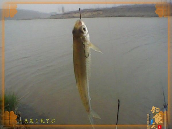 河中少鲫鲤，猫鱼称霸王，大篇幅文字