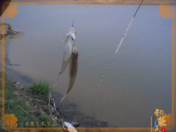 河中少鲫鲤，猫鱼称霸王，大篇幅文字