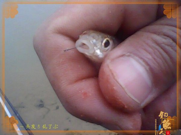 河中少鲫鲤，猫鱼称霸王，大篇幅文字