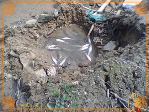 河中少鲫鲤，猫鱼称霸王，大篇幅文字