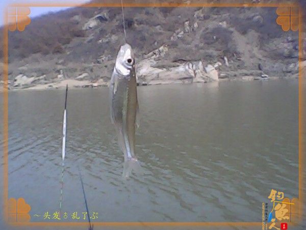 河中少鲫鲤，猫鱼称霸王，大篇幅文字