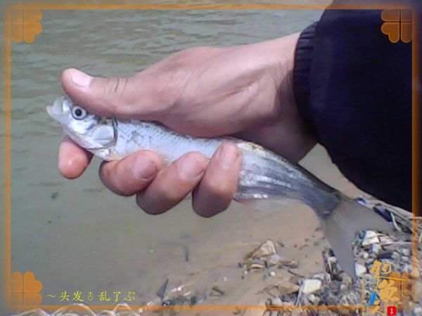 河中少鲫鲤，猫鱼称霸王，大篇幅文字