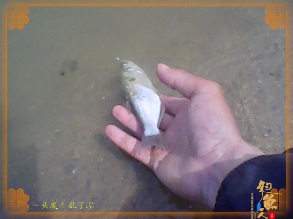 河中少鲫鲤，猫鱼称霸王，大篇幅文字