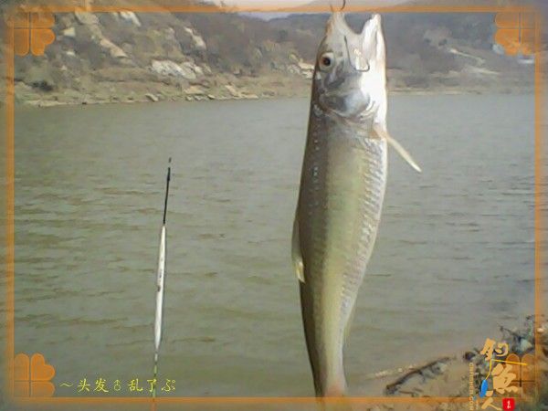 河中少鲫鲤，猫鱼称霸王，大篇幅文字