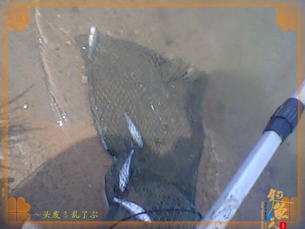 河中少鲫鲤，猫鱼称霸王，大篇幅文字