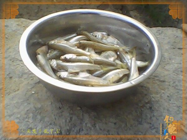 河中少鲫鲤，猫鱼称霸王，大篇幅文字