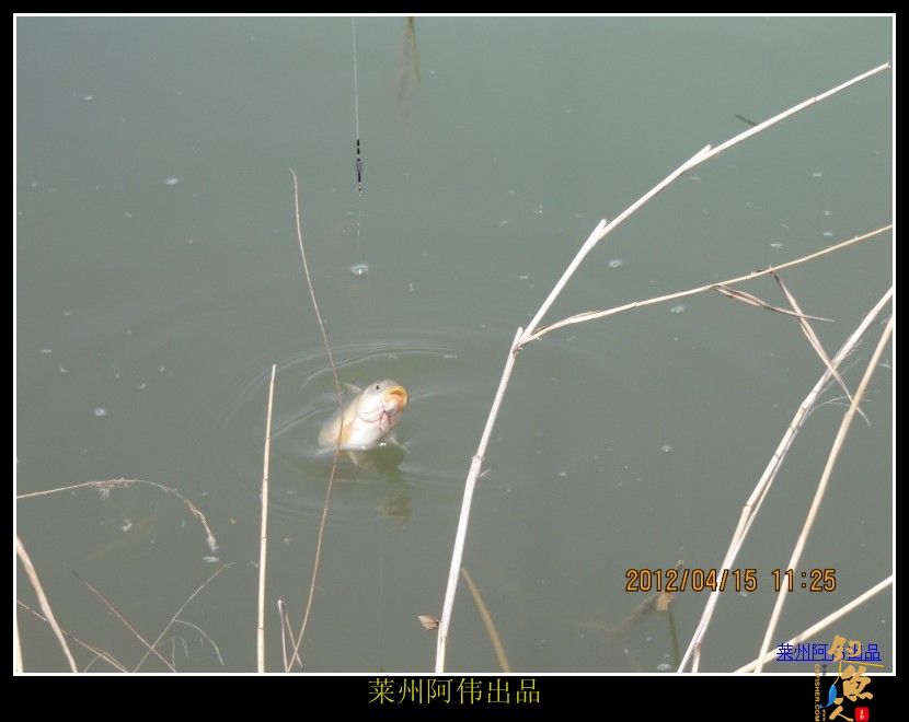 周日解毒之喜逢小鲤妹妹