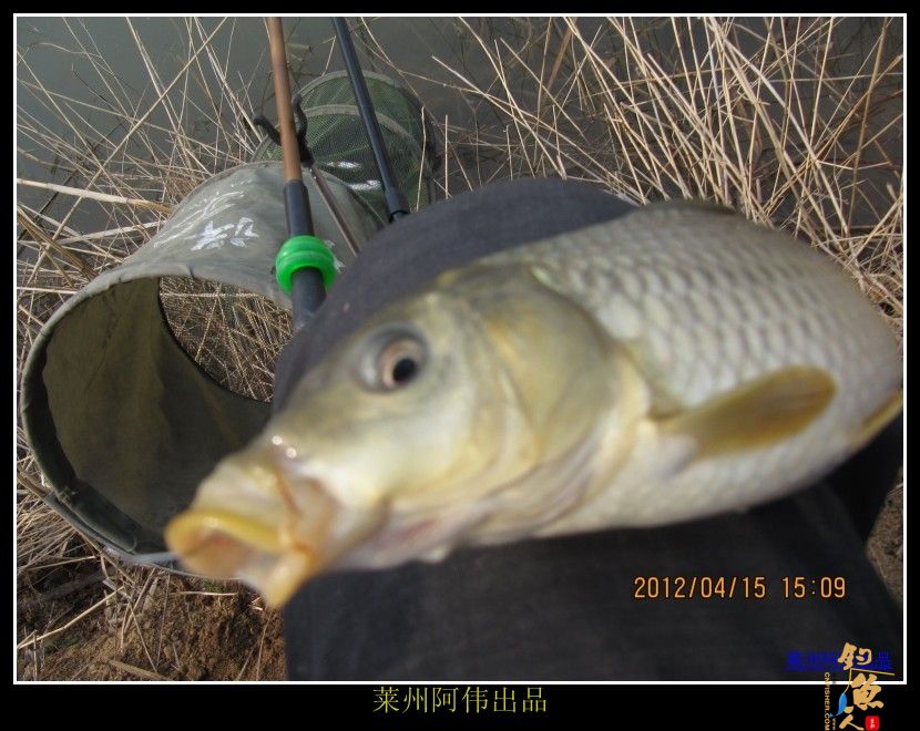周日解毒之喜逢小鲤妹妹