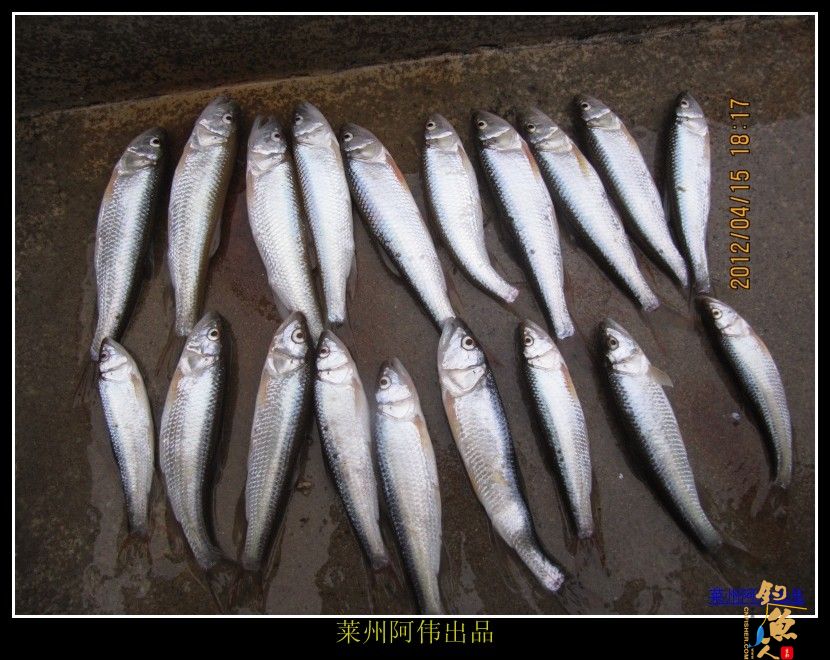 周日解毒之喜逢小鲤妹妹