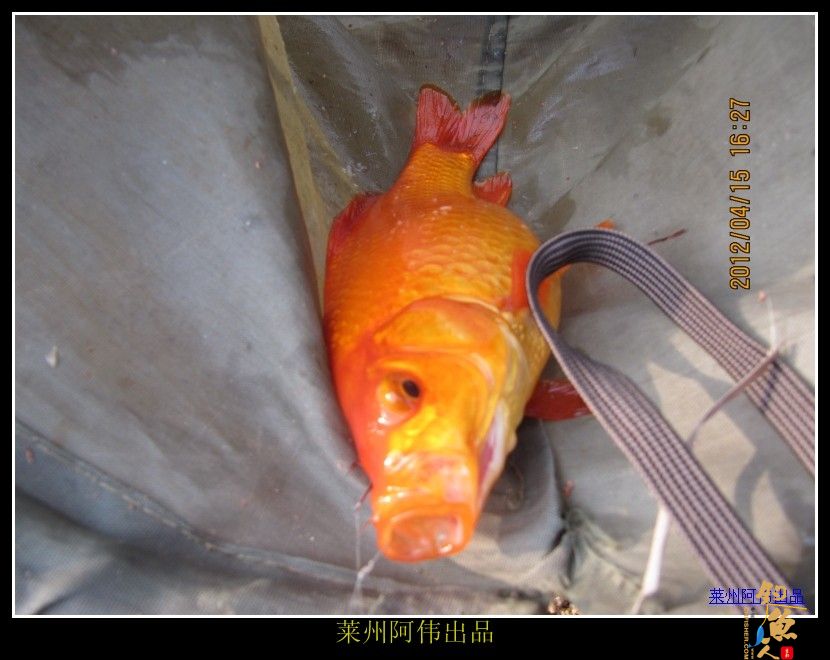 周日解毒之喜逢小鲤妹妹