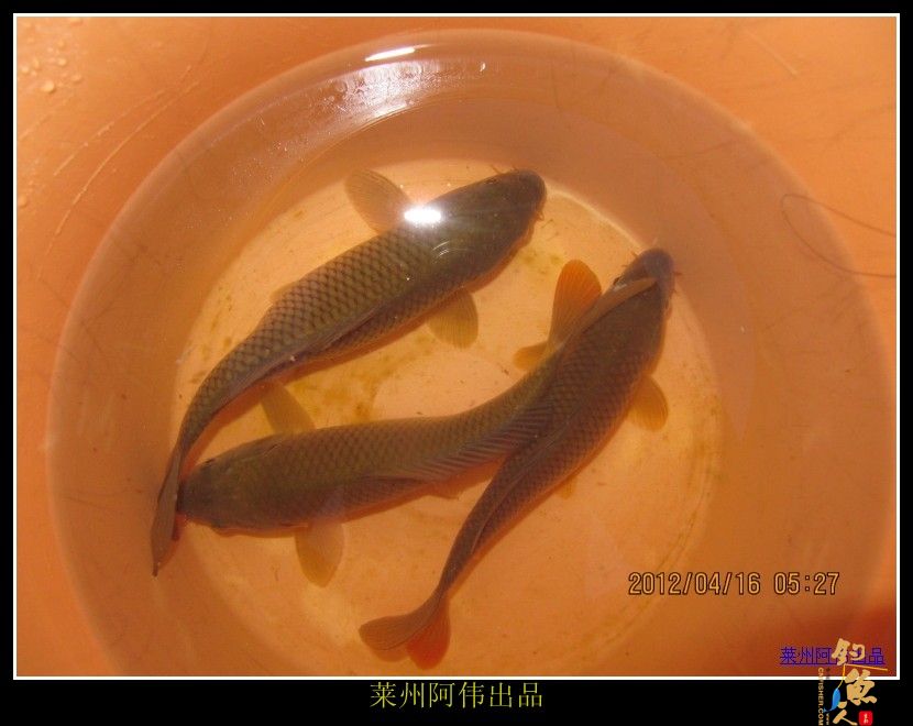 周日解毒之喜逢小鲤妹妹