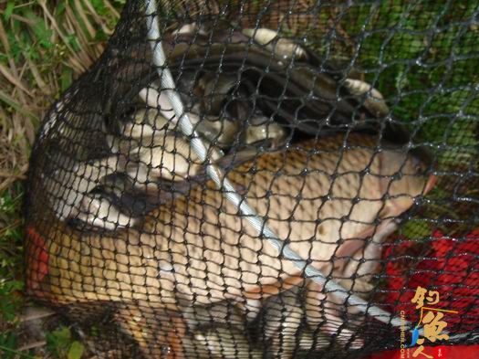 春钓二十里河 多图PP 