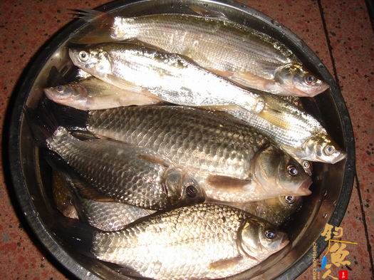 春钓二十里河 多图PP 