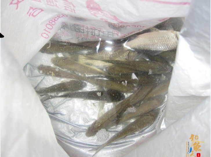 做一个有责任的钓鱼人