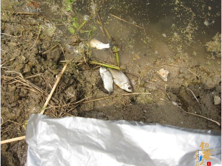 做一个有责任的钓鱼人