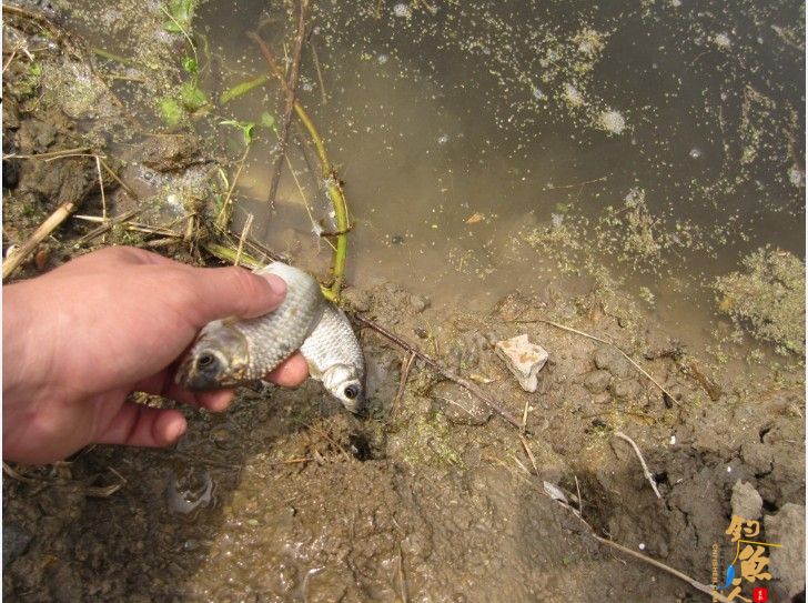 做一个有责任的钓鱼人