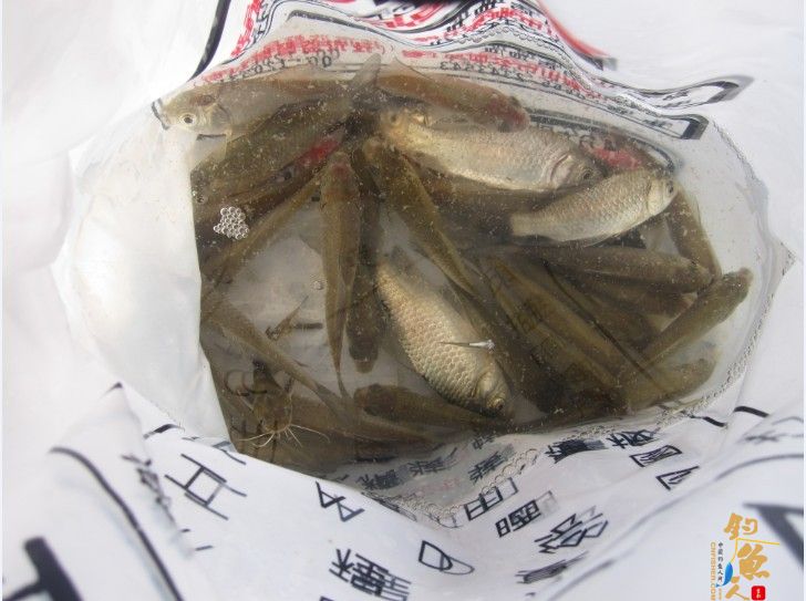 做一个有责任的钓鱼人