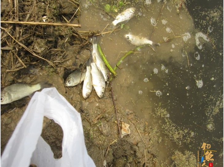 做一个有责任的钓鱼人