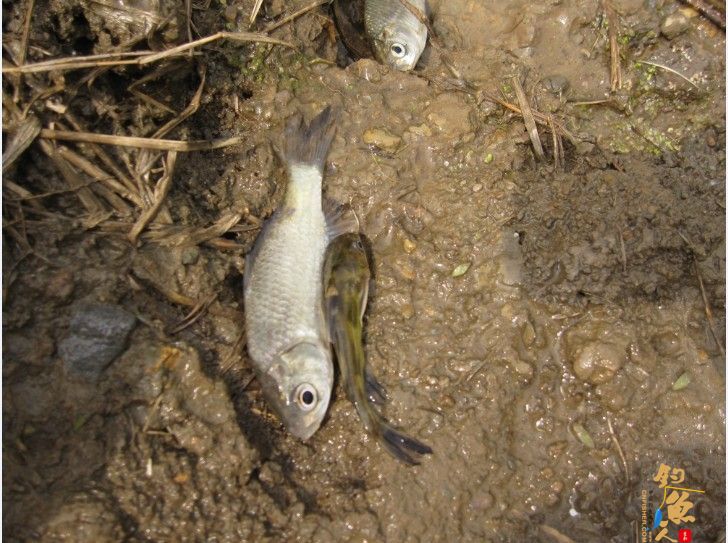 做一个有责任的钓鱼人