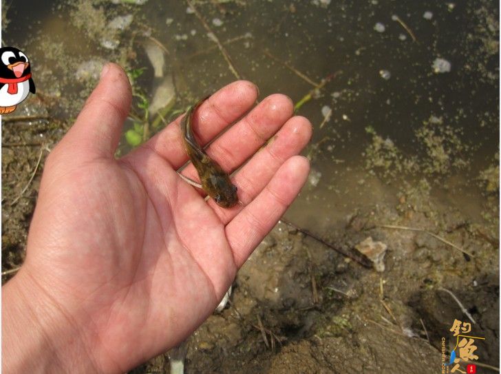 做一个有责任的钓鱼人