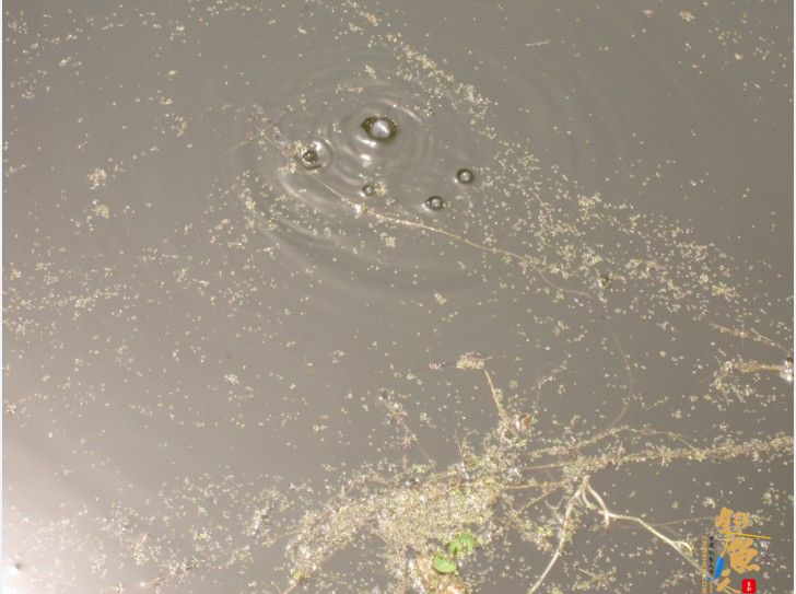 做一个有责任的钓鱼人