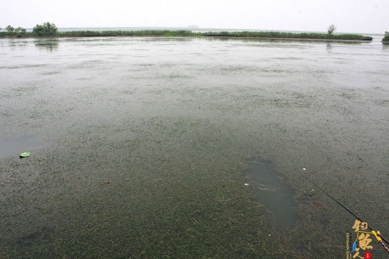新安湿地夜钓，鱼获虽少，但并非空军
