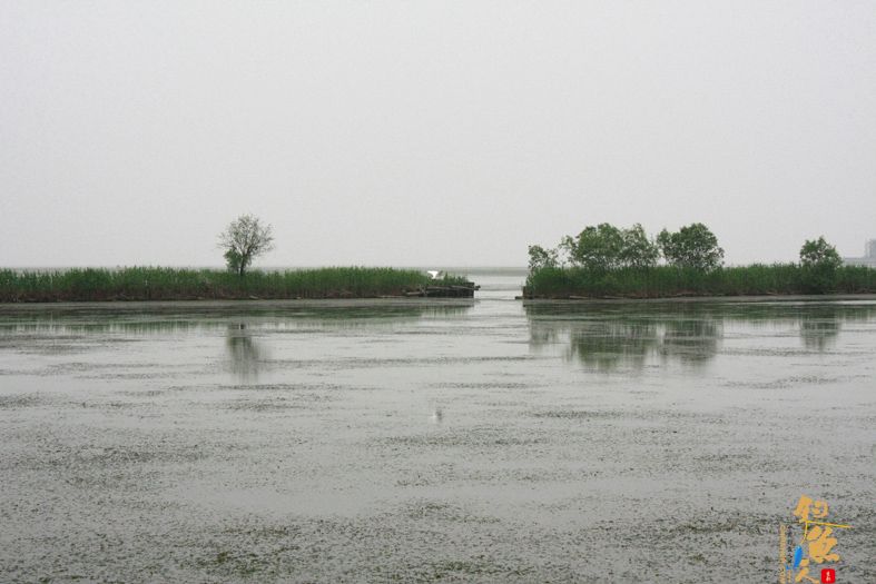 新安湿地夜钓，鱼获虽少，但并非空军