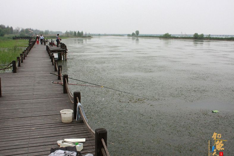新安湿地夜钓，鱼获虽少，但并非空军