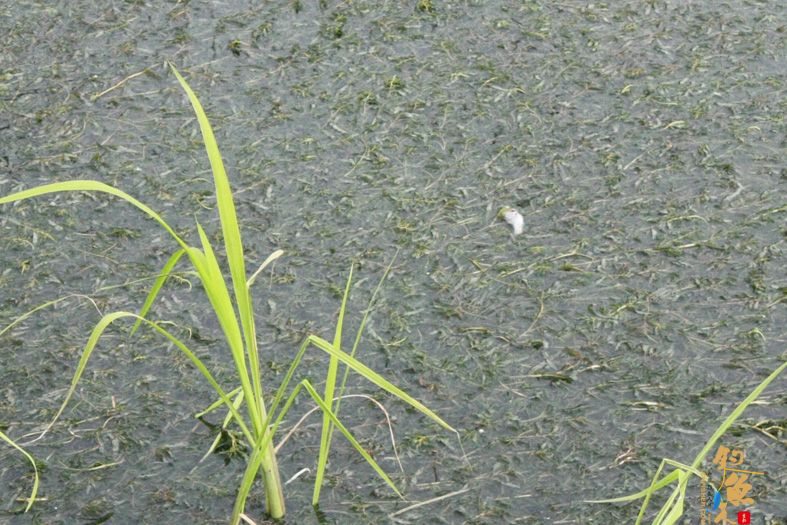 新安湿地夜钓，鱼获虽少，但并非空军