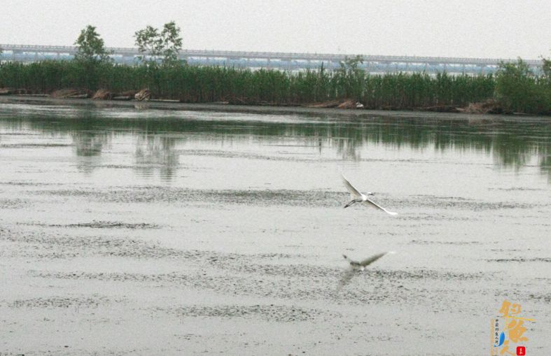 新安湿地夜钓，鱼获虽少，但并非空军