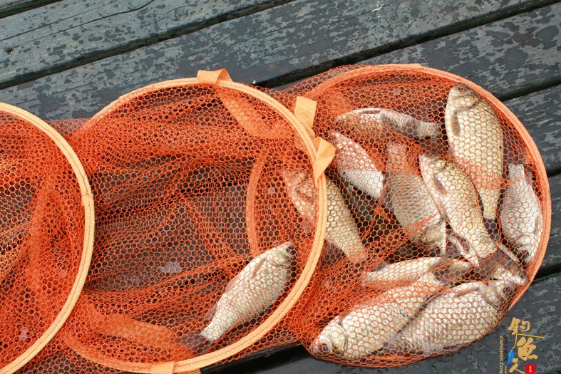 新安湿地夜钓，鱼获虽少，但并非空军