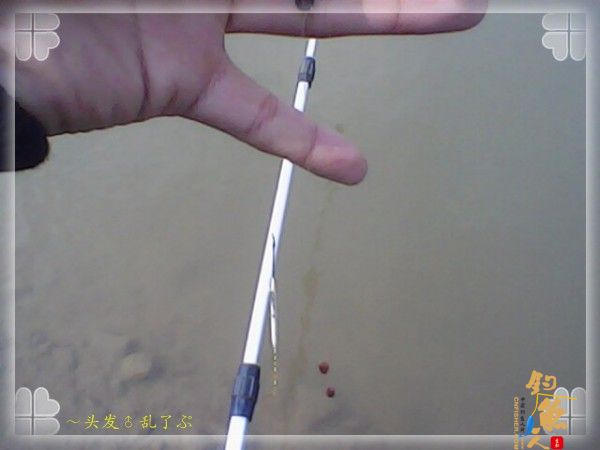 偷鲫不成遭“条”戏 图