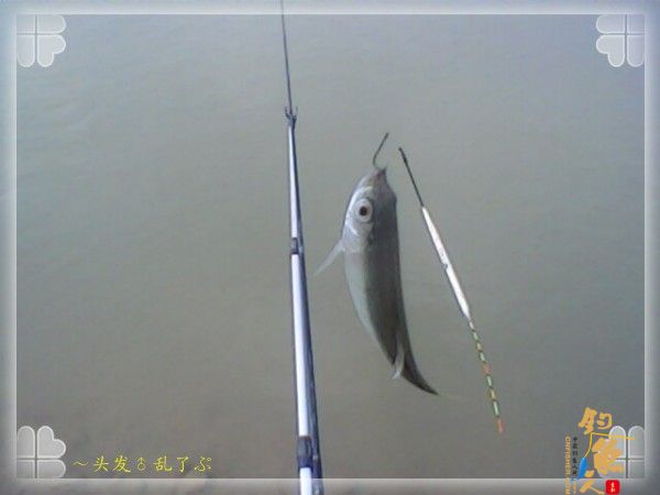 偷鲫不成遭“条”戏 图