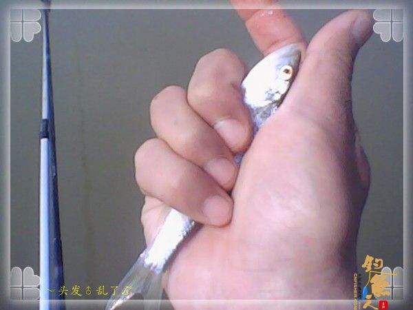 偷鲫不成遭“条”戏 图