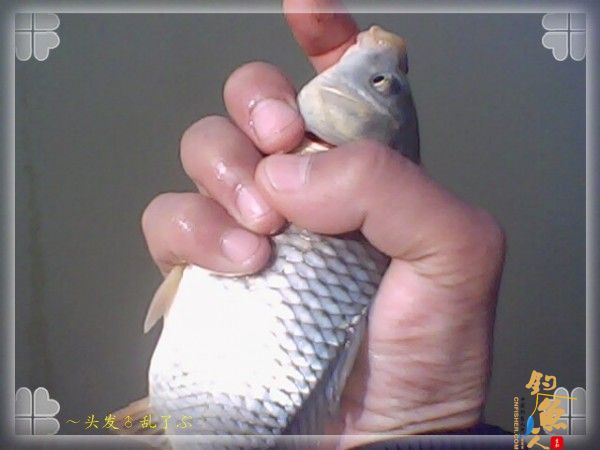 偷鲫不成遭“条”戏 图