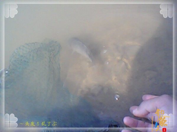 偷鲫不成遭“条”戏 图