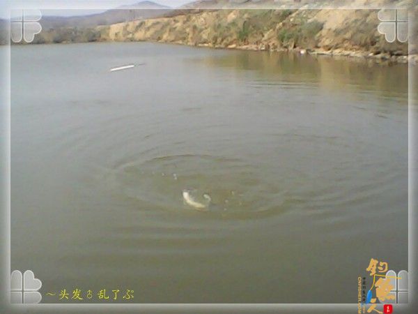 偷鲫不成遭“条”戏 图