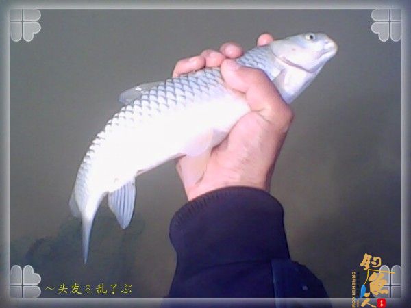 偷鲫不成遭“条”戏 图