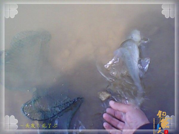 偷鲫不成遭“条”戏 图