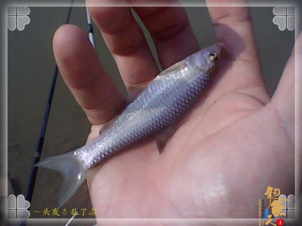 偷鲫不成遭“条”戏 图