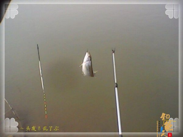 偷鲫不成遭“条”戏 图