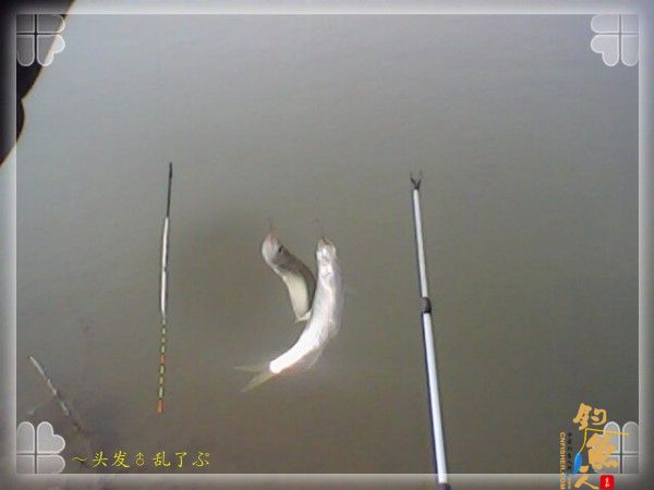 偷鲫不成遭“条”戏 图