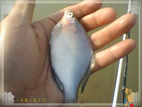 偷鲫不成遭“条”戏 图