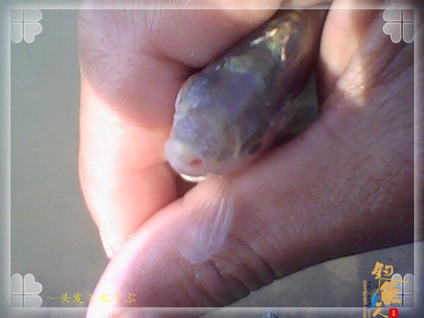 偷鲫不成遭“条”戏 图