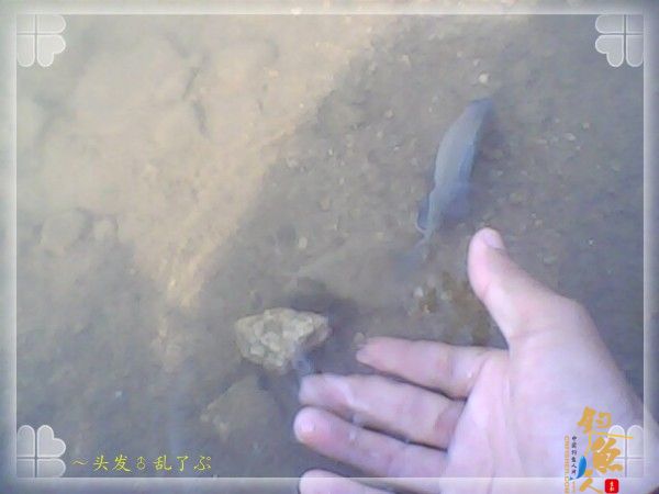 偷鲫不成遭“条”戏 图