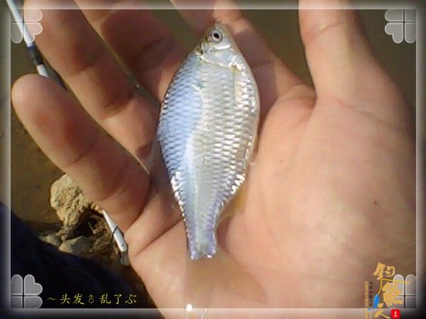 偷鲫不成遭“条”戏 图