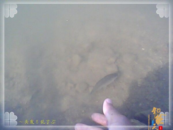 偷鲫不成遭“条”戏 图