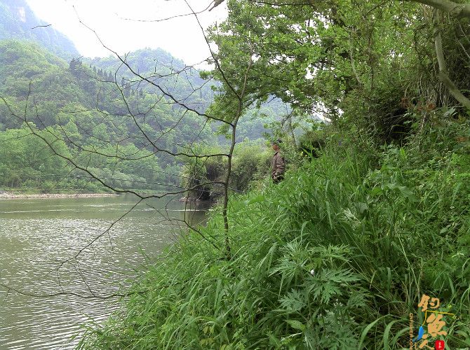 激情的清江河(16)身心疲惫换钓位 鱼儿活跃解心结