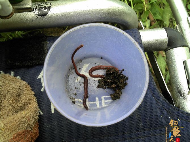 激情的清江河(16)身心疲惫换钓位 鱼儿活跃解心结